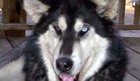 Wild, this dog is a killer and ate my cat
